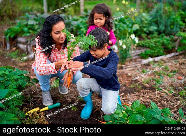 Mother and kids harvesting carrots in vegetable garden