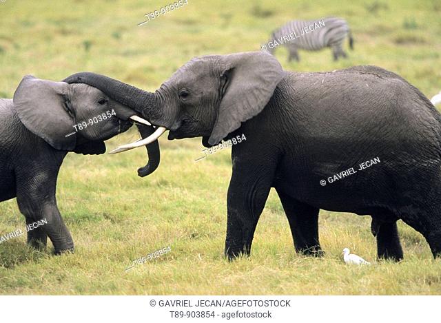 African elephant pair intertwining trunks, Loxodonta africana
