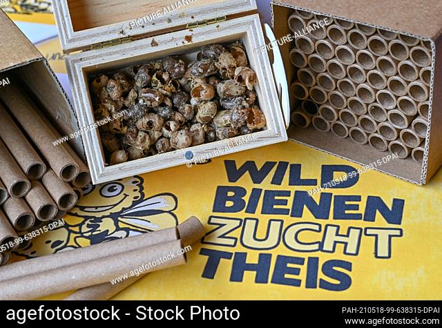 17 May 2021, Brandenburg, Frankfurt (Oder): Eberhard Theis, a hobby beekeeper, has a small box with empty brood combs of the horned mason bee (Osmia cornuta)...