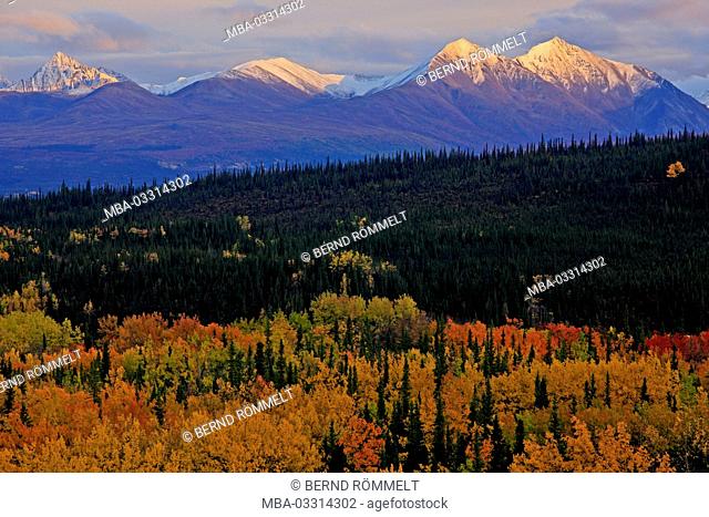 North America, the USA, Alaska, Denali national park, Alaska Range, birch forest