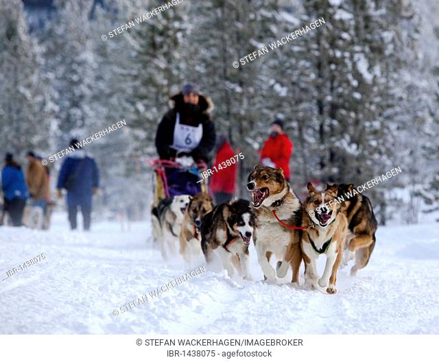 Female long distance musher Michelle Phillips, running sled dogs, Alaskan Huskies, dog team, Carbon Hill dog sled race, Mt