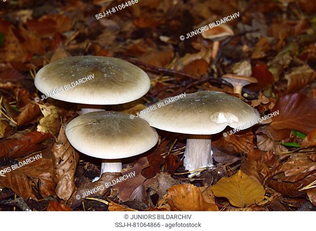 Clouded Agaric (Clitocybe nebularis) in autumn foliage