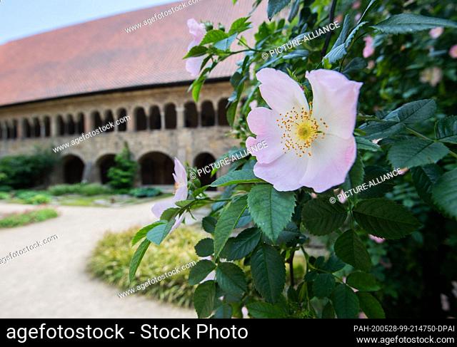 27 May 2020, Lower Saxony, Hildesheim: The ""1000 year old rosebush"" is blooming at the Hildesheim cathedral (r) next to a cloister
