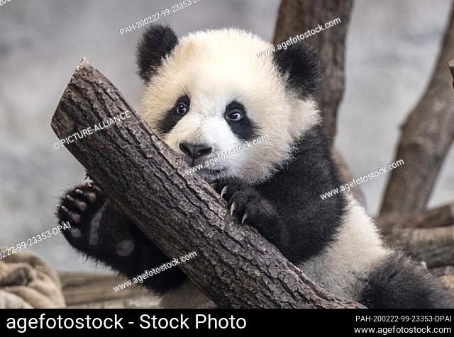 22 February 2020, Berlin: One of the two young pandas is playing behind a pane of glass in the inner enclosure of the zoo. Photo: Paul Zinken/dpa
