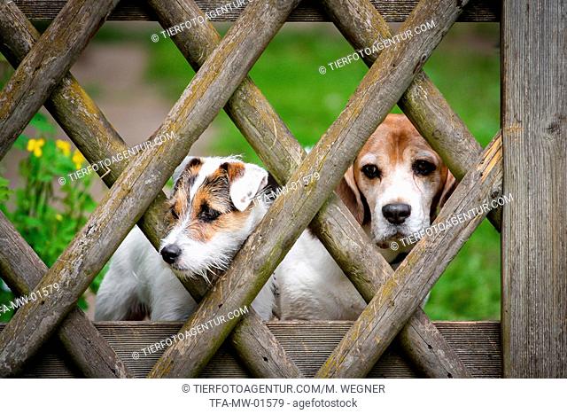 Parson Russell Terrier and Beagle