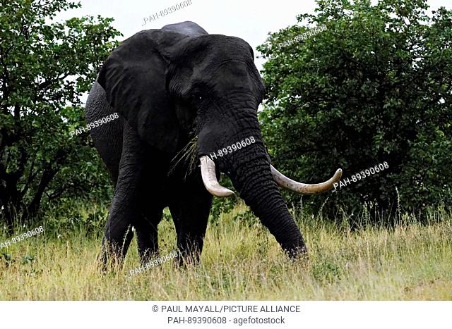 Big Tusker African Elephant Portrait ( Loxodonta africana ), Kruger National Park, South Africa | usage worldwide. - /South Africa/South Africa