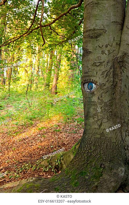 Eye carved in tree trunk in lush green forest
