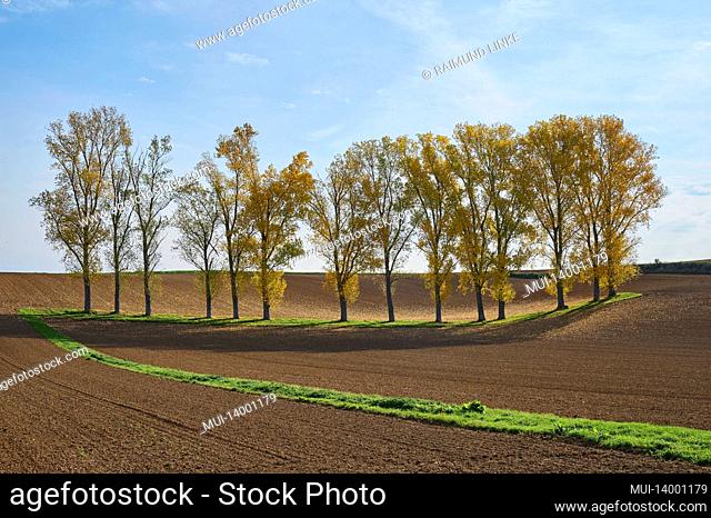 row of poplar trees, fields, autumn, hesse, germany