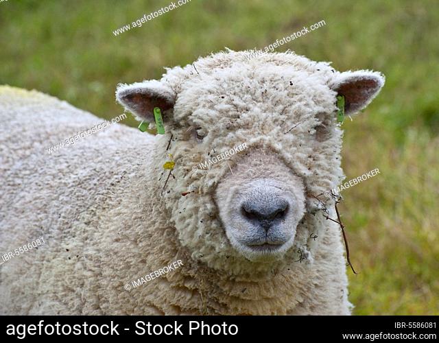 Domestic Sheep, Southdown shearling ram, close-up of head, with ear tags, Diss, Norfolk, England, United Kingdom, Europe