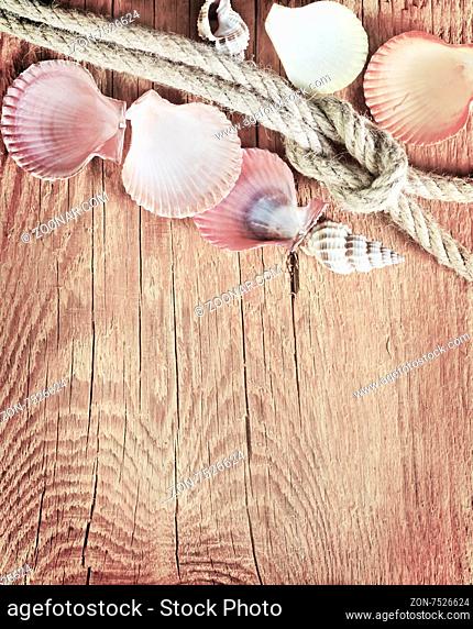 shells on wooden background