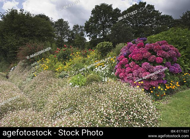 Front garden with hydrangea and mexican fleabanes (Erigeron karvinskianus), Brittany, France, Europe