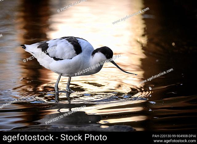 28 January 2022, Schleswig-Holstein, Bimöhlen: A Avocet (Recurvirostra avosetta) stands in a pond in its aviary at Eekholt Wildlife Park