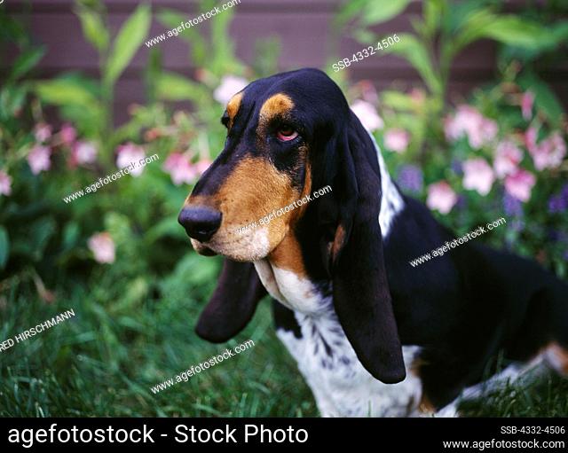 Basset Hound, AKC, 2-year-old 'Semone' owned by Zo S. Hawkins and photographed in Palmer, Alaska. (PR)