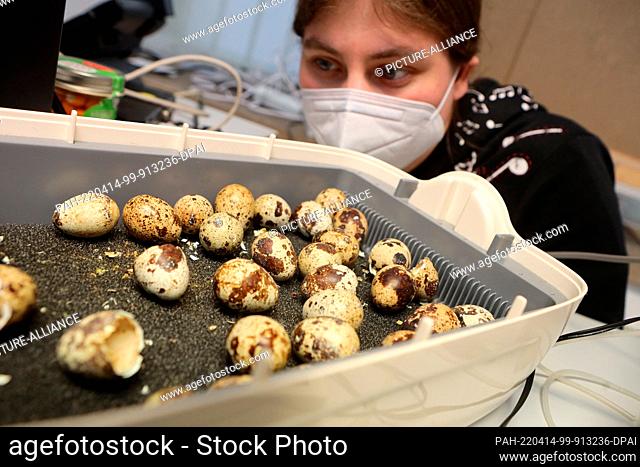 11 April 2022, Saxony-Anhalt, Halberstadt: Museum employee Susanne Bursch checks the eggs in the incubator. At a temperature of 37