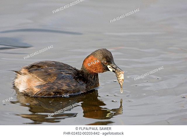 Little Grebe Tachybaptus ruficollis adult, summer plumage, feeding on Three-spined Stickleback, Minsmere, Suffolk, England, march