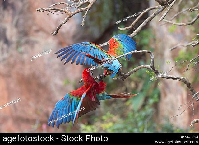 Playful Red-and-green Macaws (Ara chloropterus), Buraco das red-and-green macaw, Mato Grosso do Sul, Brazil, South America