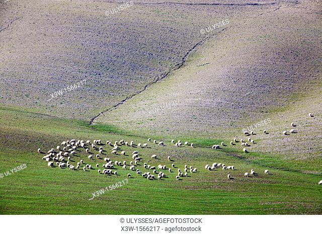 flock of sheep and landscape, crete senesi, siena, tuscany, italy, europe