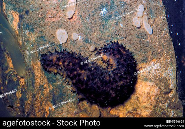 Sea cucumber cottonmouth (Holothuria forrkali) on rocks with sponges and sea squirts
