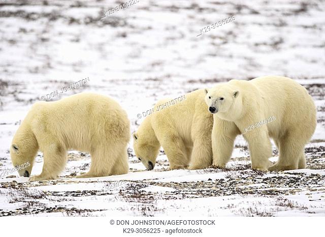 Polar Bear (Ursus maritimus) Yearling cubs with mother close by, Wapusk NP, Cape Churchill, Manitoba, Canada