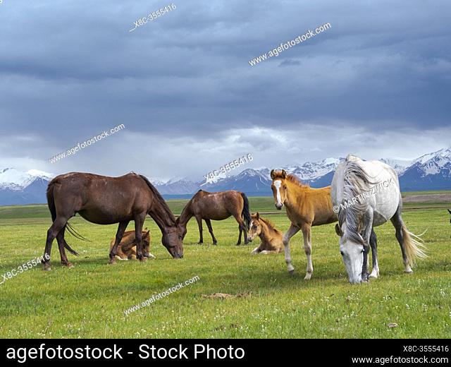 Horses on their summer pasture. Alaj Valley in front of the Trans-Alay mountain range in the Pamir mountains. Asia, central Asia, Kyrgyzstan