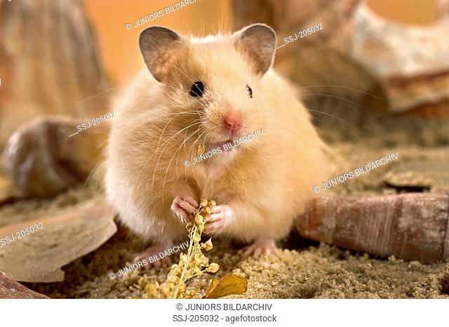 Cream Teddy Hamster eating Common Millet. Germany