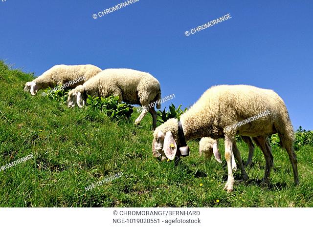 sheeps in austria tyrol