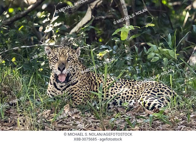 An adult male jaguar, Panthera onca, resting on the riverbank, Rio Tres Irmao, Mato Grosso, Brazil