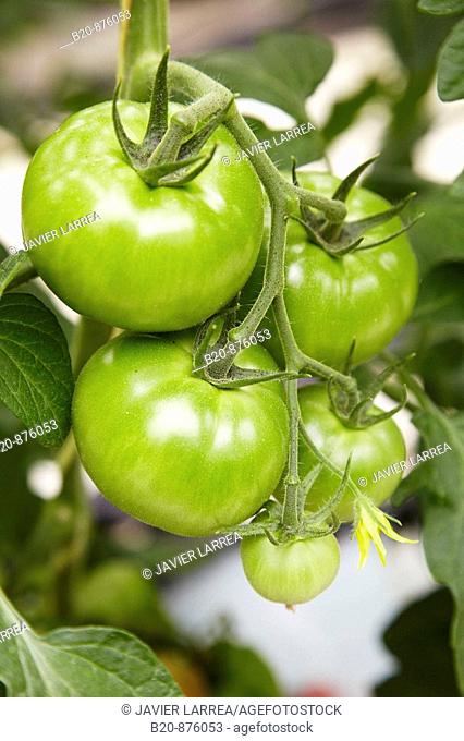 Tomatoes in greenhouse, Nuarbe, Azpeitia, Gipuzkoa, Basque Country, Spain