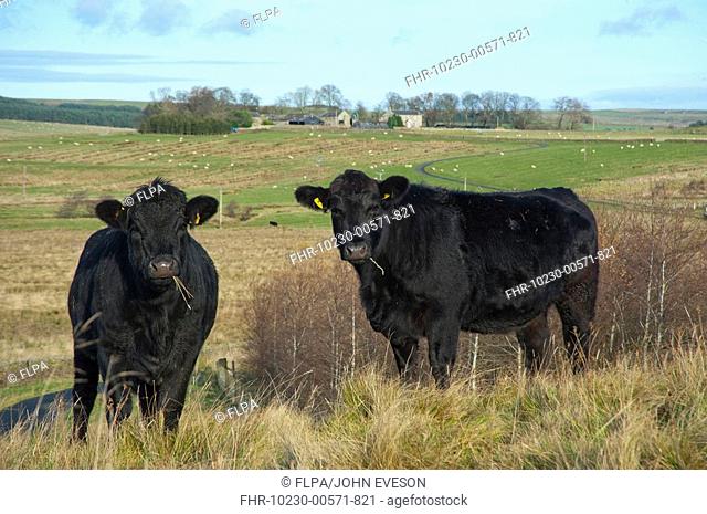 Domestic Cattle, Aberdeen Angus, two heifers, standing in pasture, Northumberland, England, winter
