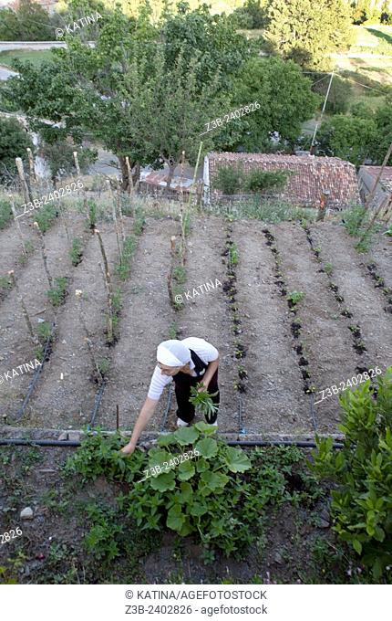 A chef gathers herbs from her garden for dinner at an agriturismo, a destination with a restaurant, farm and inn, Basilicata, Italy, Europe