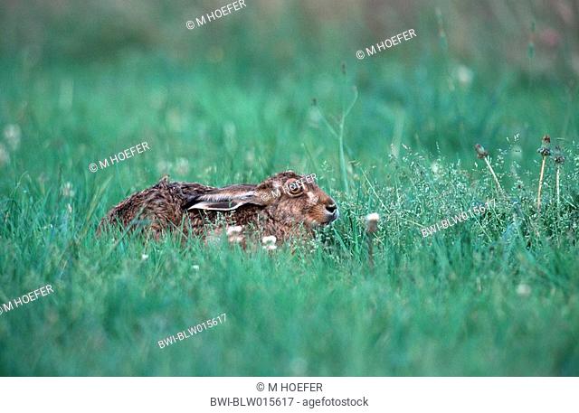 European hare Lepus europaeus, Jun 99