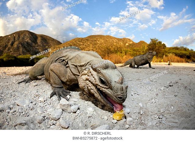 rhinoceros iguana (Cyclura cornuta), close-up shot of some reptiles on the gravel ground of a valley, one licking at potential food, Dominican Republic