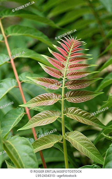 Ailanthus altissima is an invasive shrub tree in Europe after escape from the botanical gardens and severely harming local flora