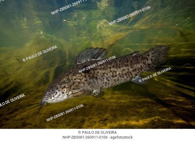 Cascarudo, Callichthys callichthys. Composite image. Portugal