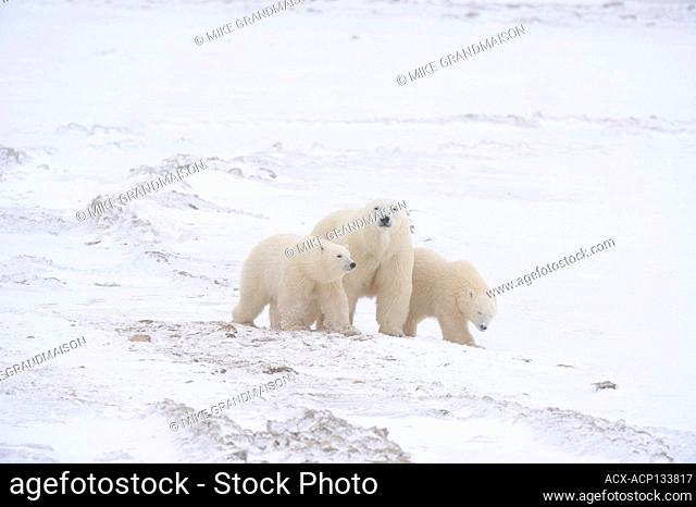Polar bear, Ursus maritimus) on frozen tundra along the Hudson Bay Coast Churchill, Manitoba, Canada