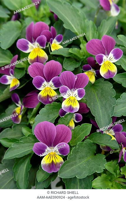 Erlyn Purple & Yellow Pansy, Viola Hybrid