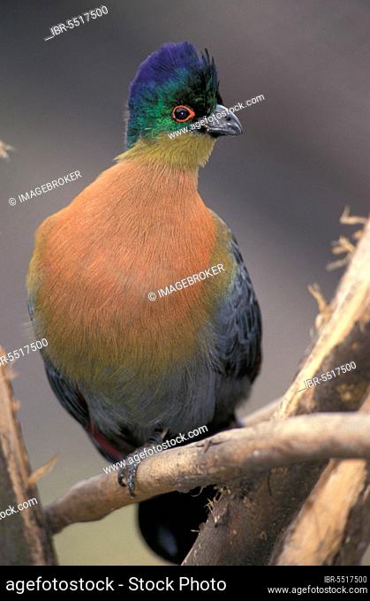 Purple-crested Turaco (Tauraco porphyreolophus), South Africa, Purple-crested Lourie, Africa