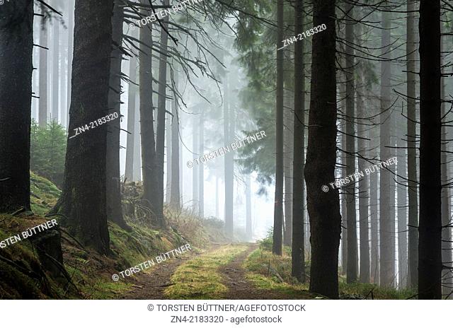 Coniferous Forest Surrounding in Sternwald Wind Farm. Upper Austria. Austria