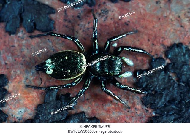 jumping spider Heliophanus aeneus, Heliophanus muscorum