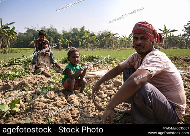 A farmer and his family is digging the cultivated soil and picking Jicama. Jicama, also known as yam bean, is a round, fleshy taproot vegetable or bean family...