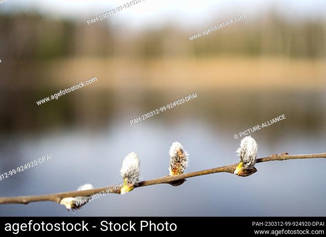 12 March 2023, Brandenburg, Kolkwitz: A willow pushes its catkins out of their buds by a pond in Kolkwitz in the Spree-Neisse district of Brandenburg