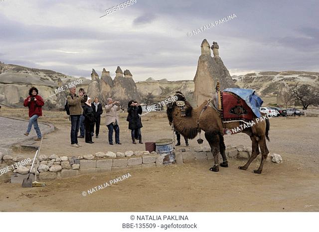 tourists in cappadocie photographing dromodary