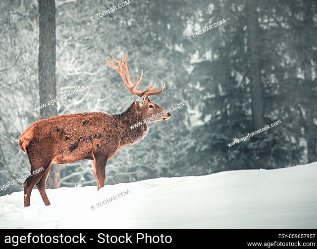 A beautiful red deer standing in front of a snowy landscape with a beautiful snowed background in the forest in austria
