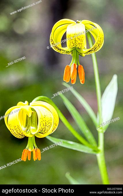 Lilium pyrenaicum (Pyrenaicum Lily - Azucena de los Pirineos)