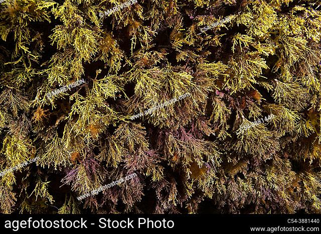 Red seaweed (Corallina elongata = Corallina mediterránea). Eastern Atlantic. Galicia. Spain. Europe