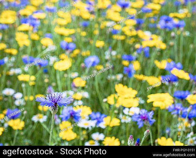 Bachelors Button, Centaurea Cyanus, A field of English meadow flowers, including Bachelor Buttons, cornflowers and assorted varieties of daises