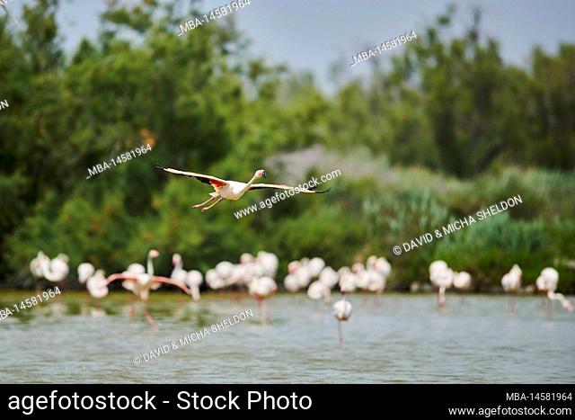 Pink flamingo (Phoenicopterus roseus), flying, landing, sideways, shore, water, Camargue, France, Europe