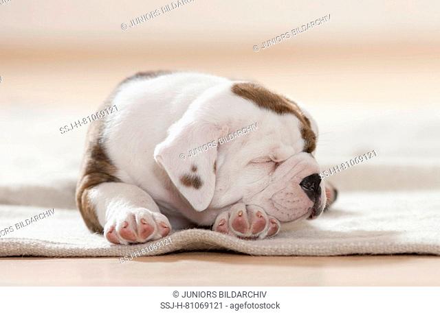 Continental Bulldog. Puppy sleeping on a rug. Germany
