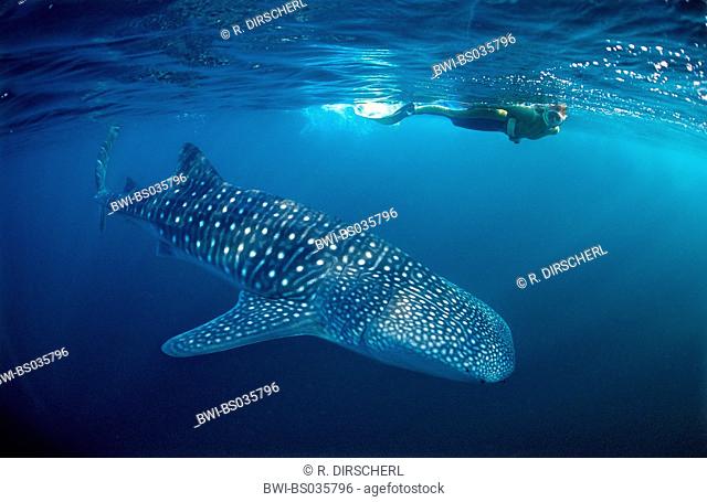 whale shark (Rhincodon typus), largest fish of the world with skin-diver, Palau