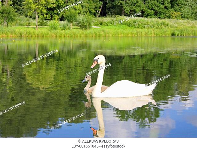 swan and young